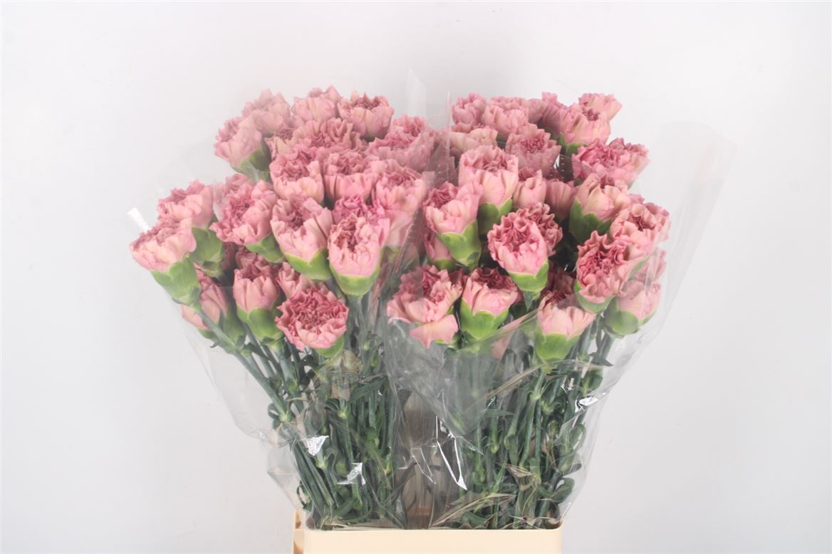 Dianthus Single Lege 70cm