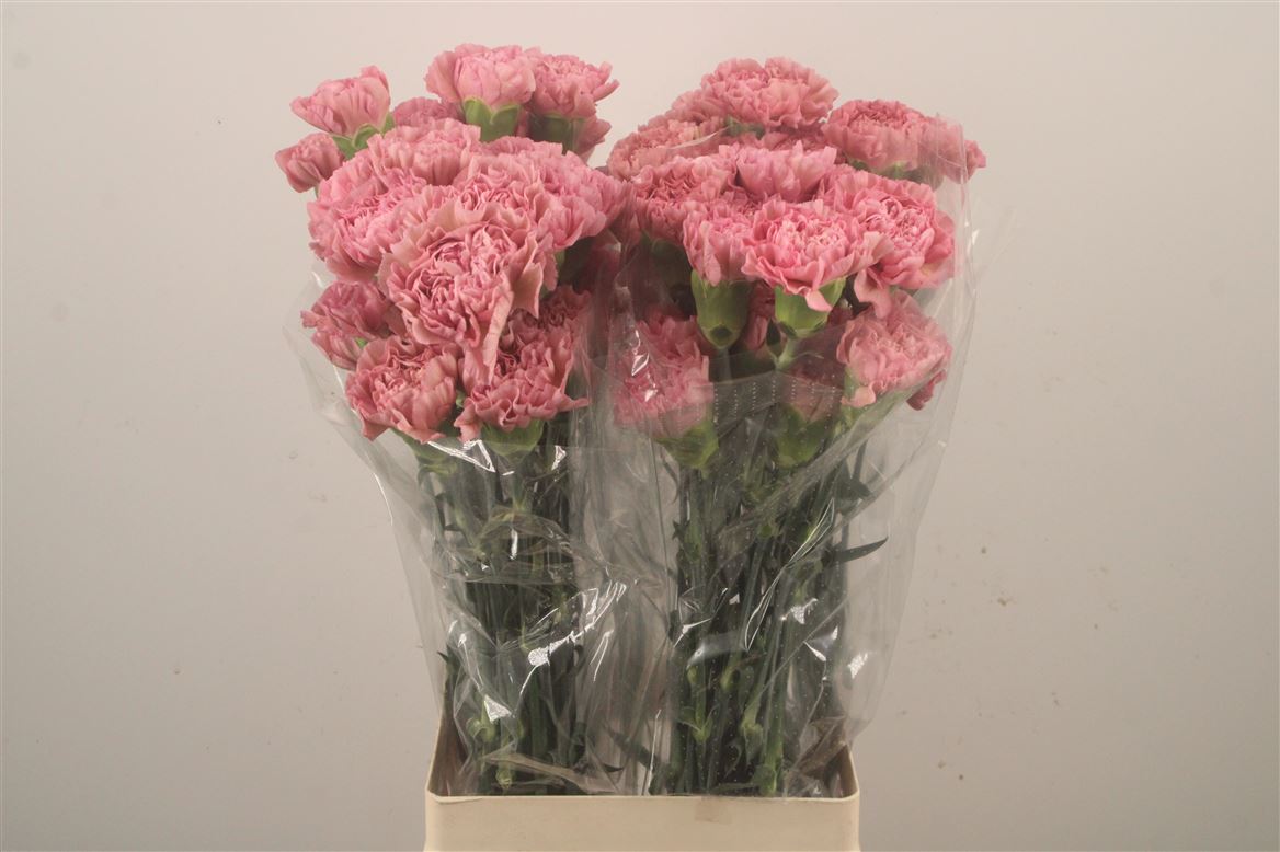 Dianthus Single Lege 70cm