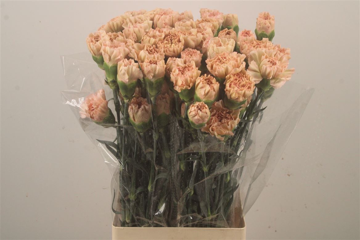 Dianthus Single Lege Marrone 70cm
