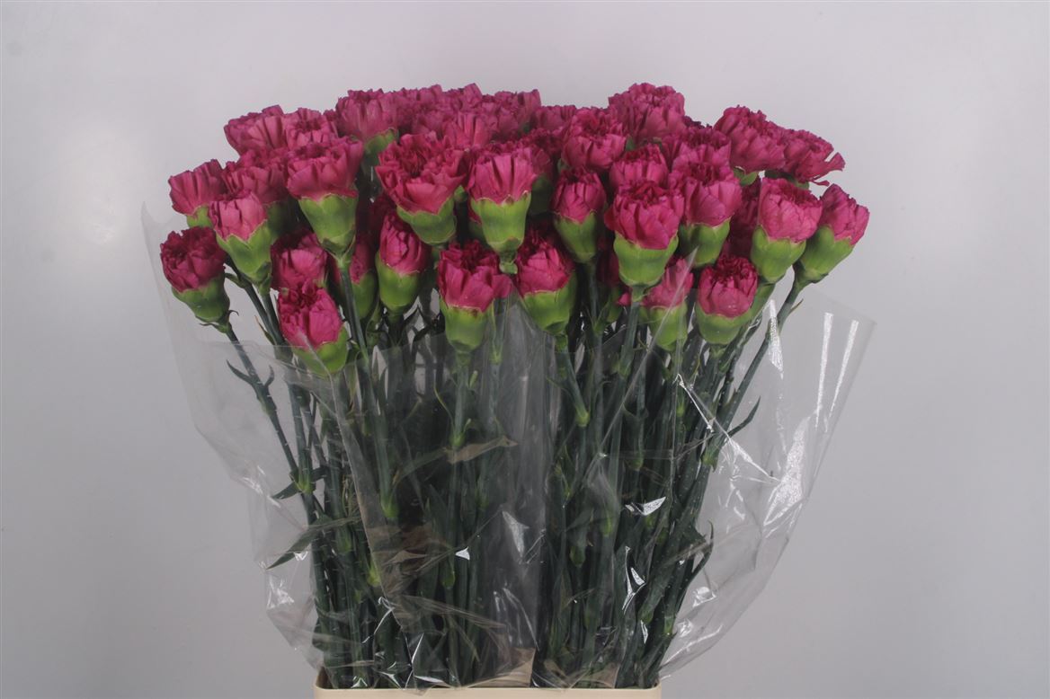 Dianthus Single Bernard 70cm