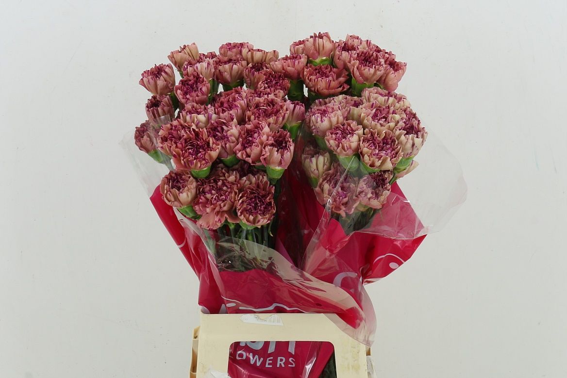 Dianthus Single Bernard 70cm