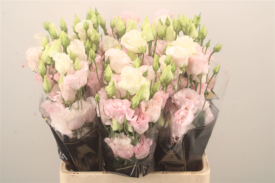 Eustoma Double Corelli Light Pink 72cm