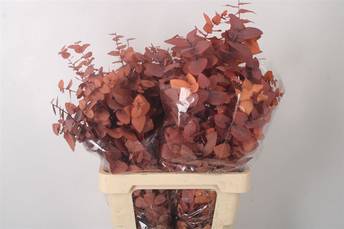 Euc Po Fru Klb Bs H% 70cm 200gram