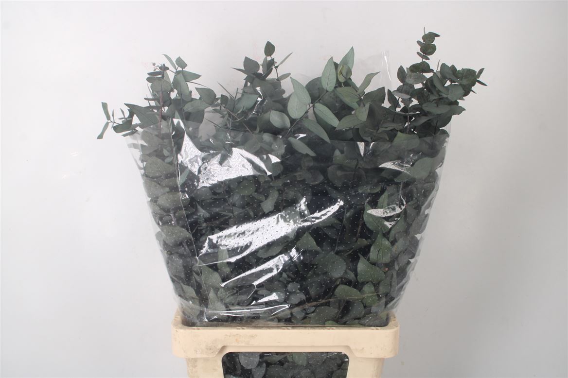 Euc Po Fru Klb Bs H% 70cm 200gram