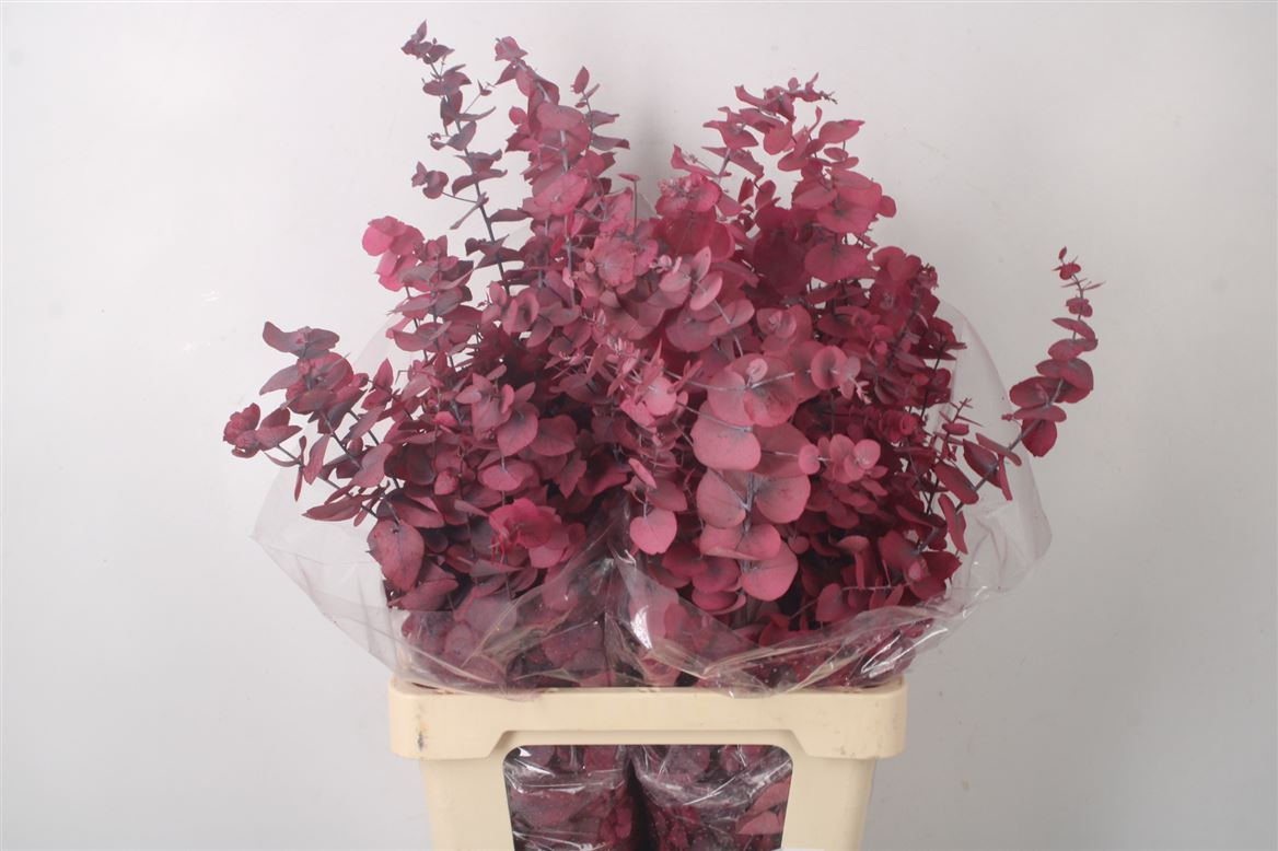 Euc Po Fru Klb Bs H% 70cm 200gram