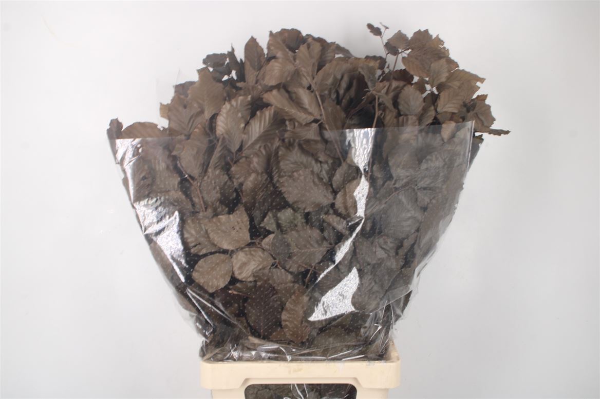Euc Po Fru Klb Bs H% 70cm 200gram