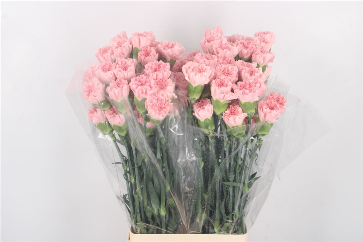 Dianthus Single Doncel 70cm