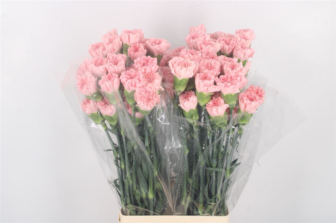 Dianthus Single Doncel 70cm