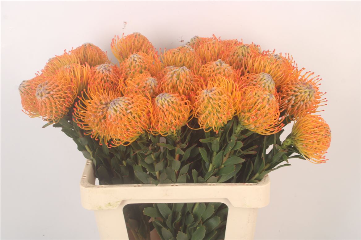Leucospermum Ayoba Sun 60cm