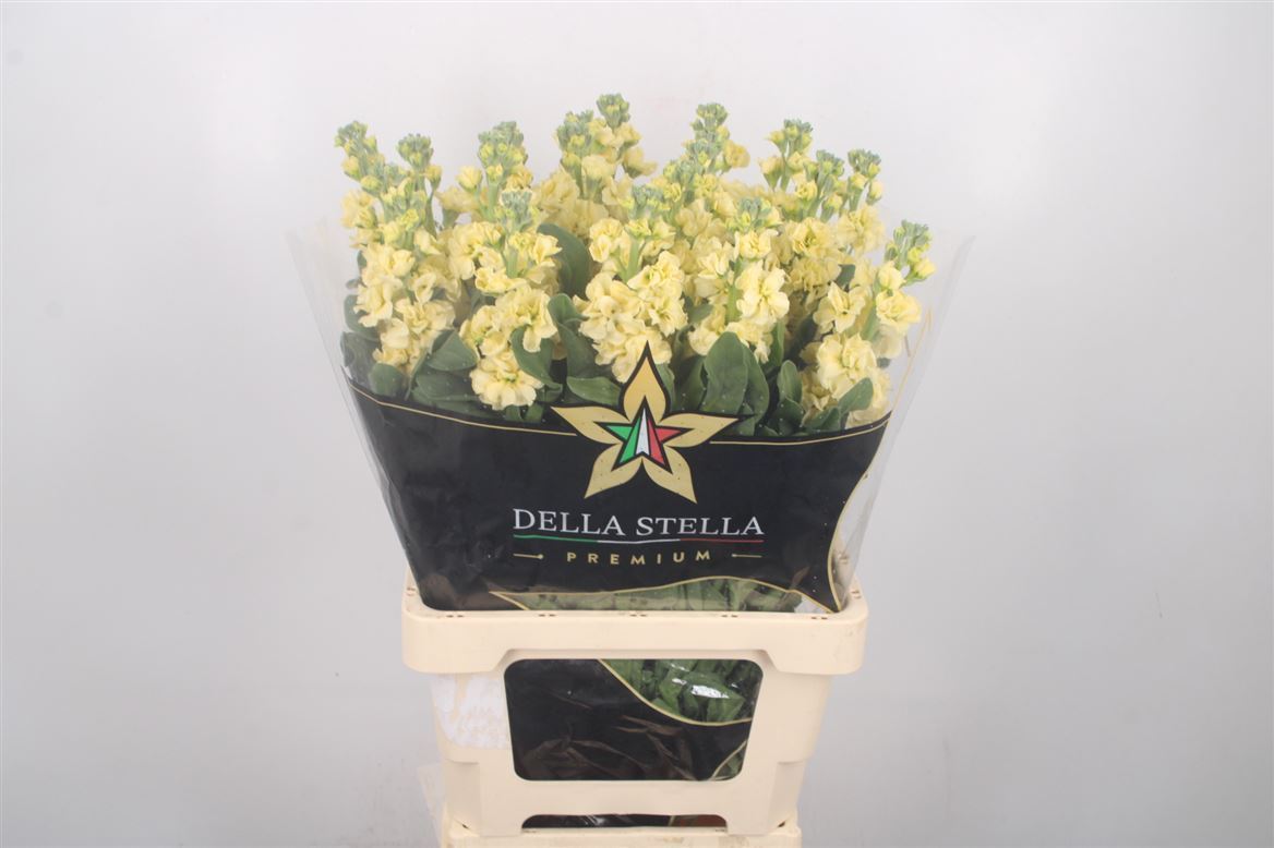 Matthiola Iron Yellow 70cm