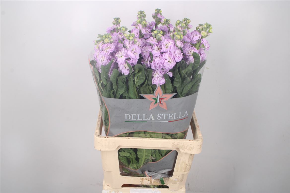 Matthiola Iron Marine 70cm