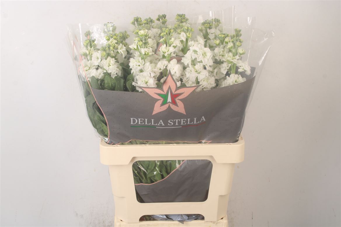 Matth Iron White 70cm