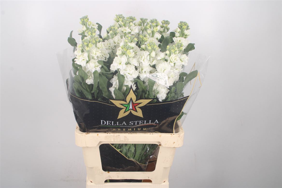 Matthiola Iron White 70cm