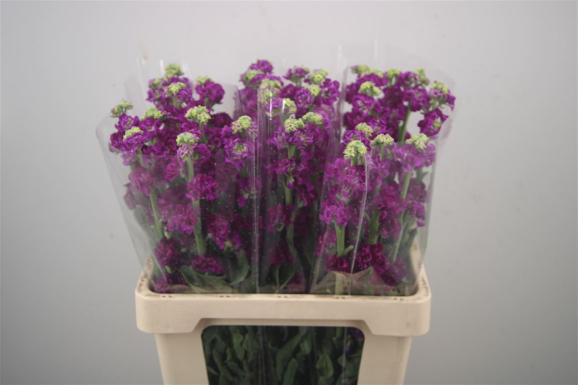 Matthiola Iron Purple 60cm