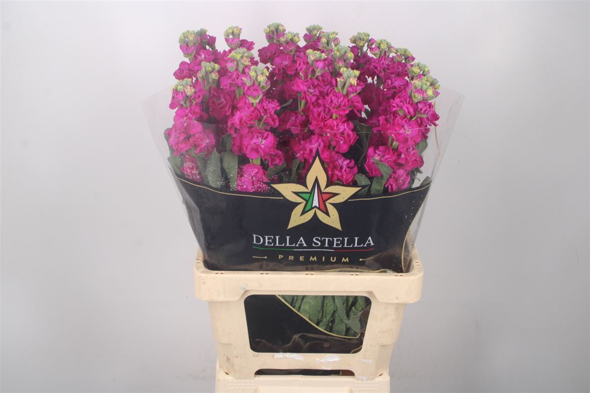 Matthiola Iron Rose 70cm