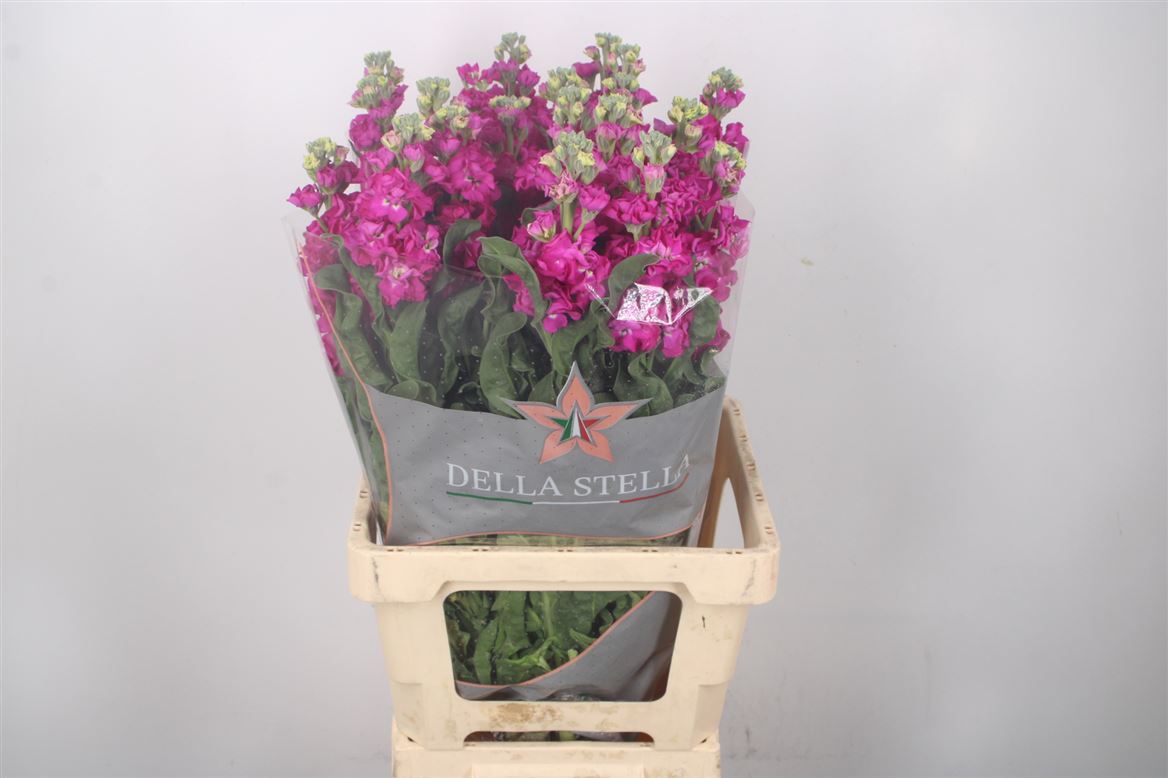 Matthiola Iron Rose 65cm