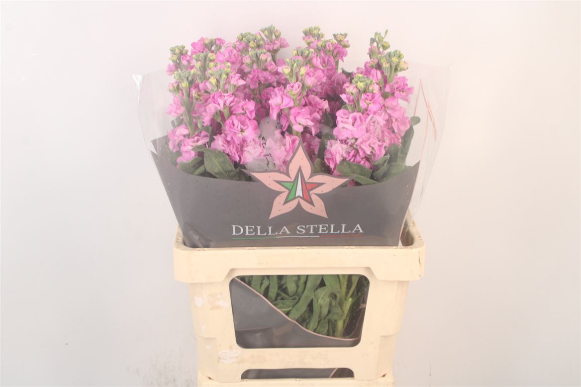 Matthiola Iron Pink 70cm