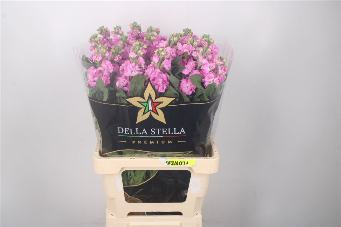 Matthiola Iron Pink 70cm