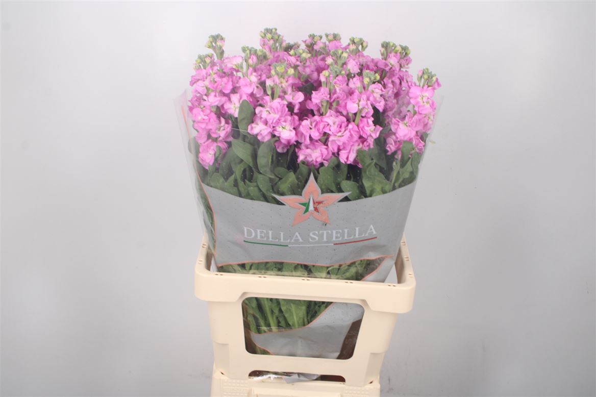 Matth Iron Pink 60cm