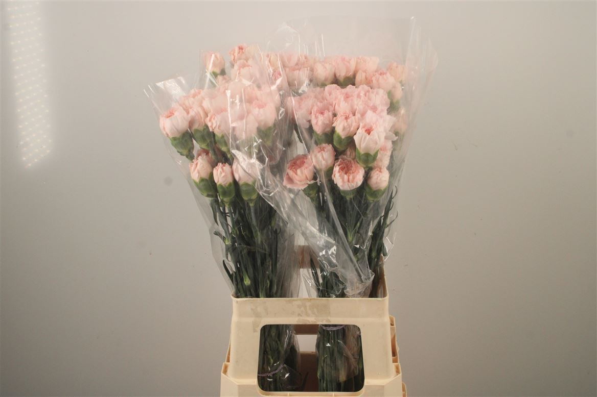Dianthus Single Maruchi 70cm