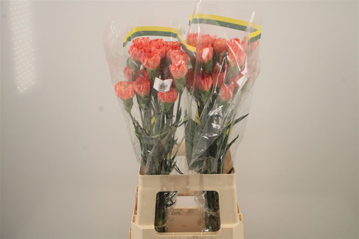 Dianthus Single Hermes Orange 70cm