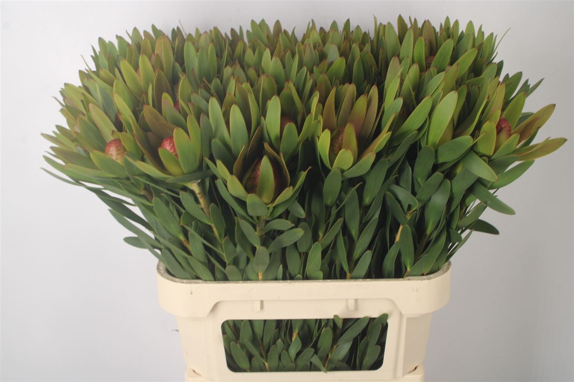 Leucadendron Ayoba African Sky 80cm