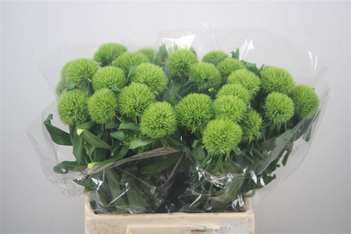 Dianthus Barb Kiwi Mellow 40cm