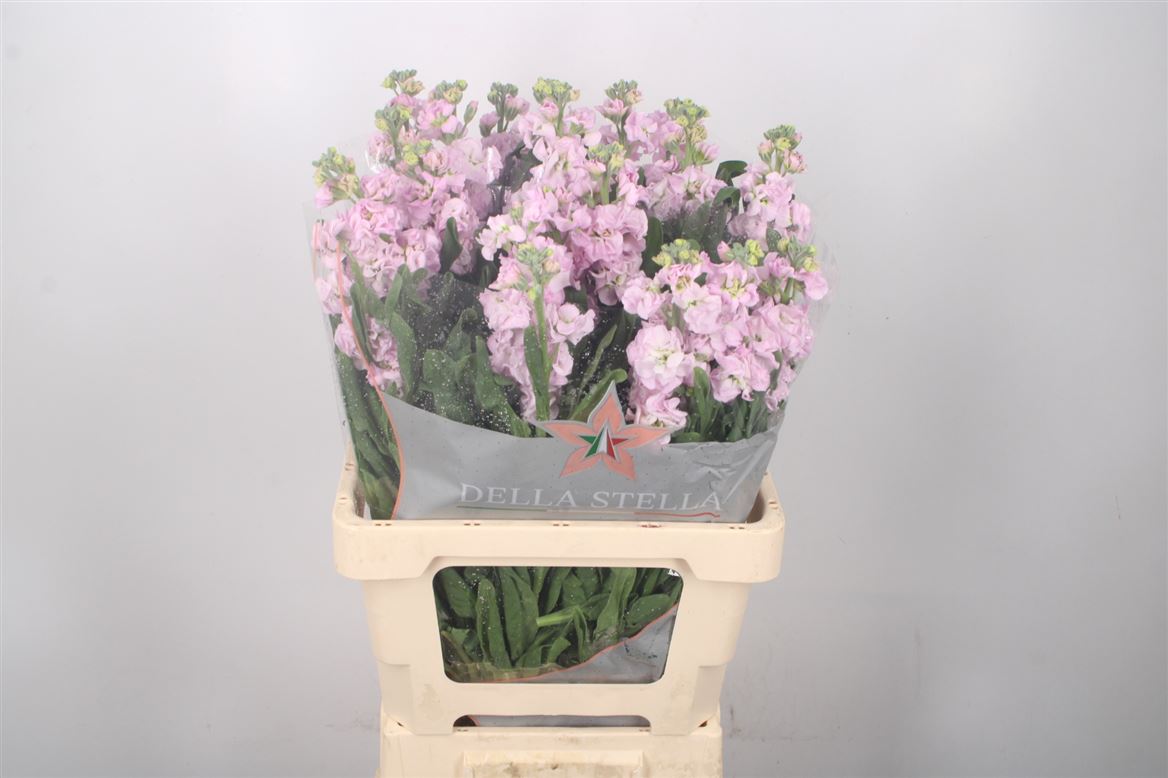 Matthiola Iron Cherry Blossom 70cm