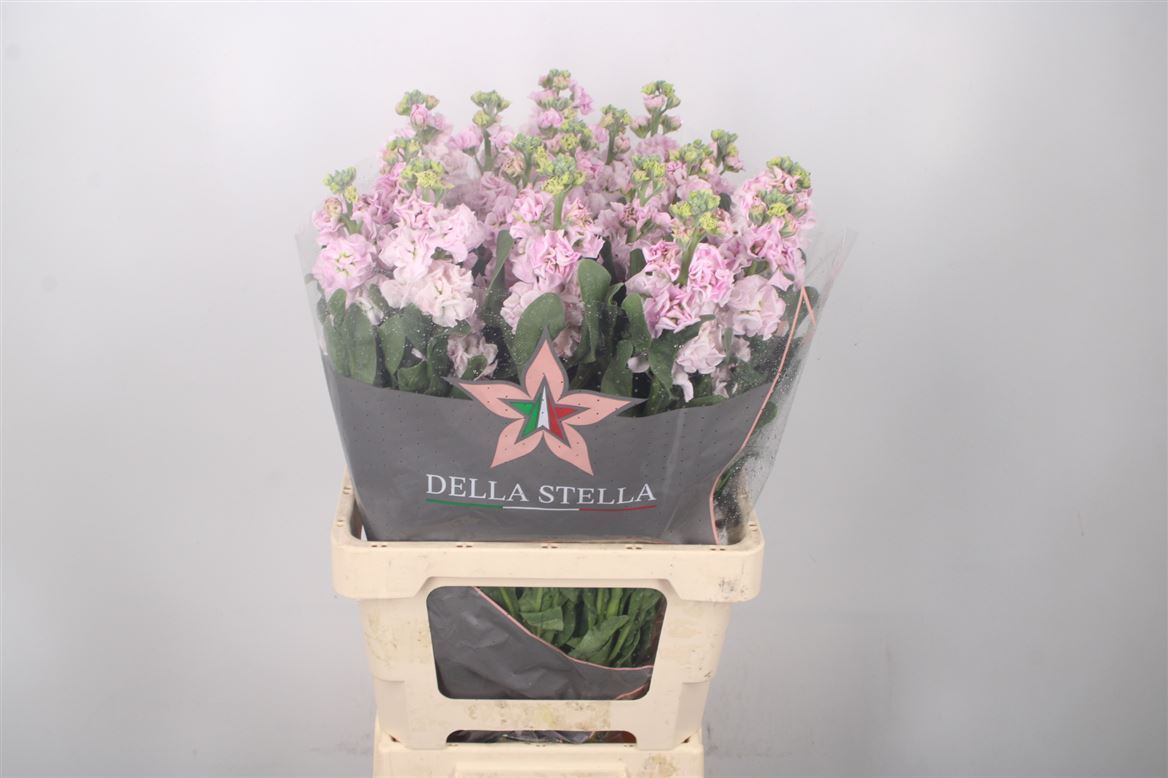 Matthiola Iron Cherry Blossom 70cm