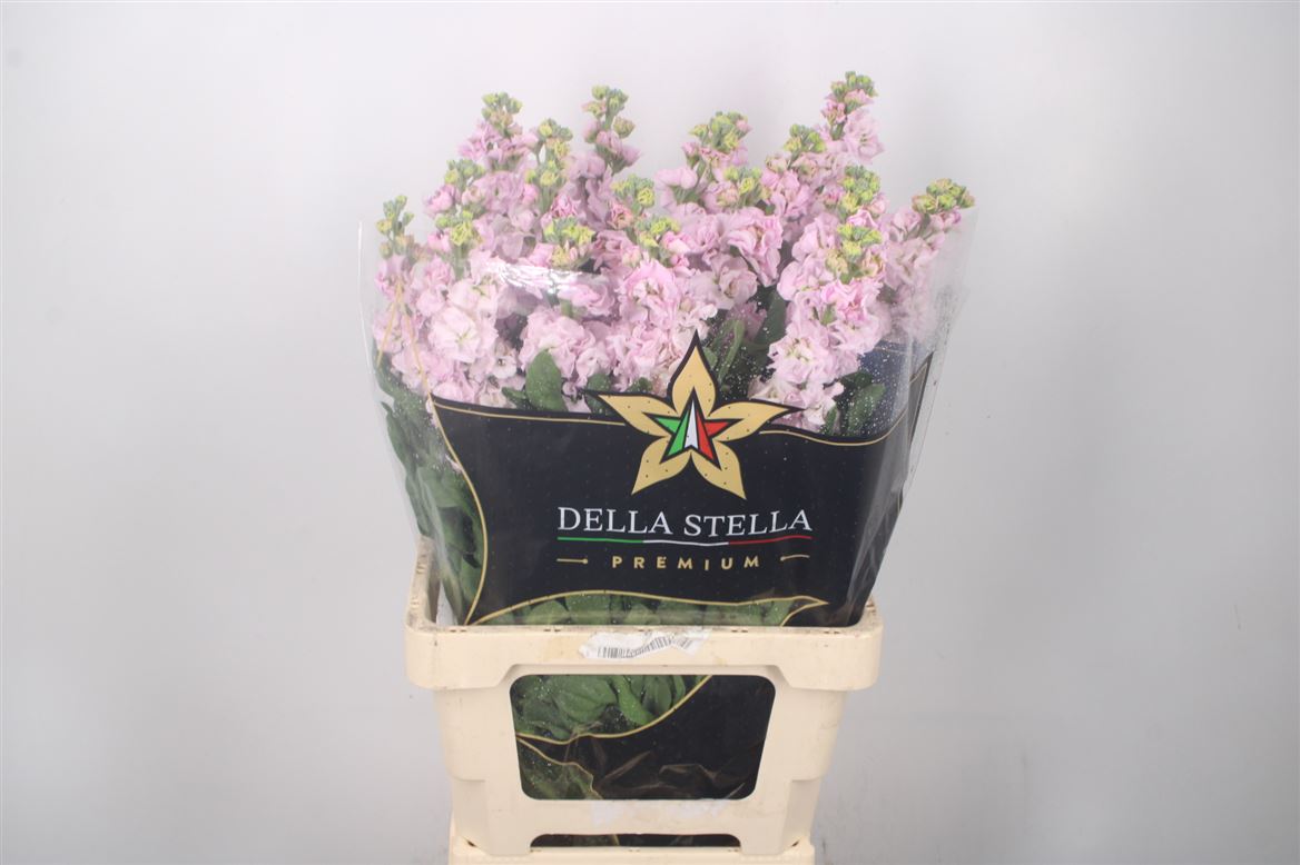 Matthiola Iron Cherry Blossom 70cm
