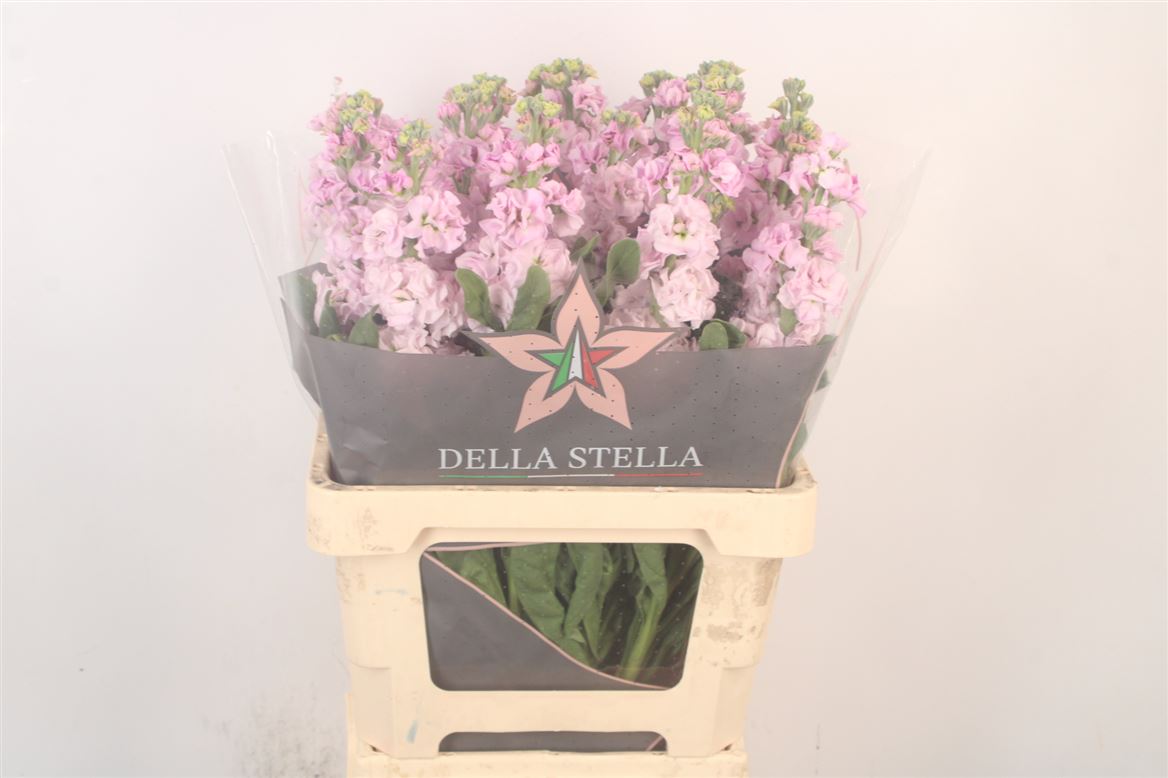 Matthiola Iron Cherry Blossom 70cm