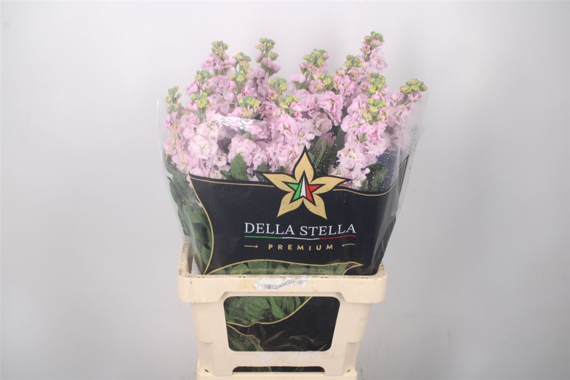 Matthiola Iron Cherry Blossom 70cm