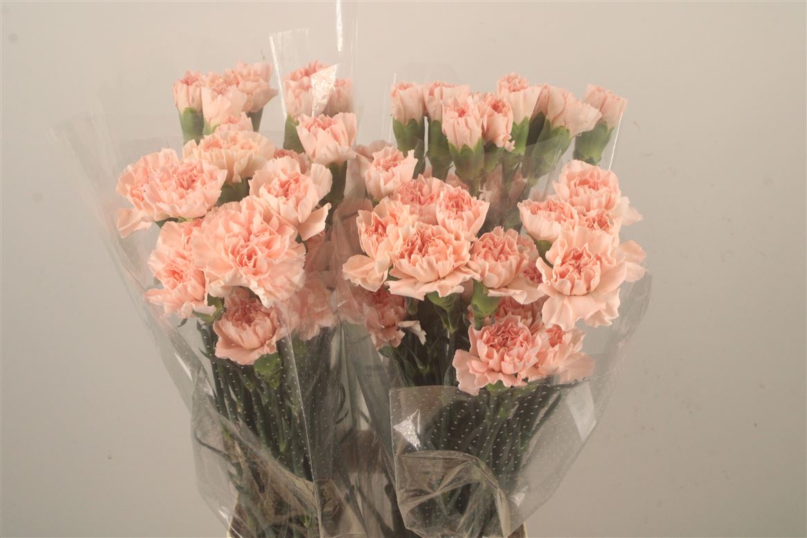 Dianthus Single Noviado 70cm