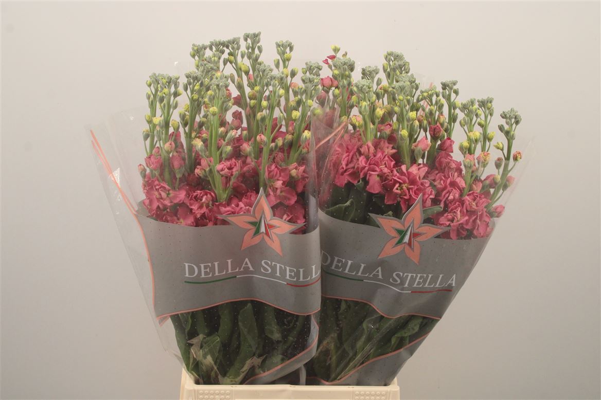 Matthiola Vintage Brown 60cm