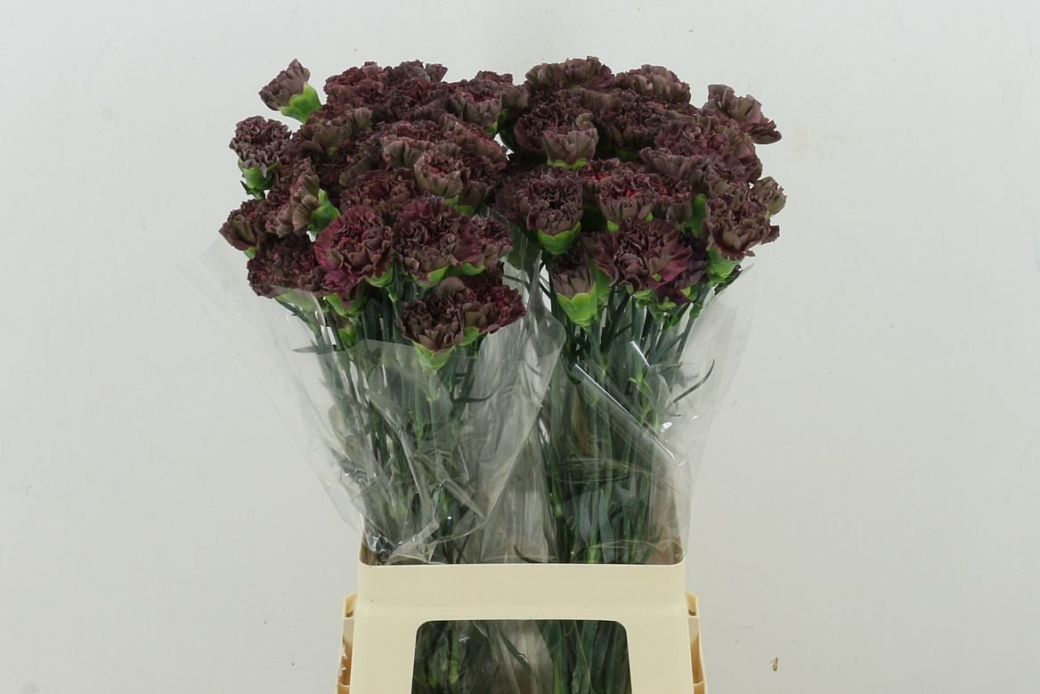 Dianthus Single Extasis 70cm