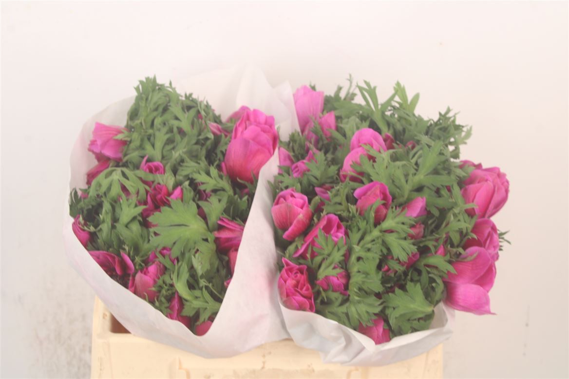 Anemone Coronaria Mistral Plus Fucsia 38cm