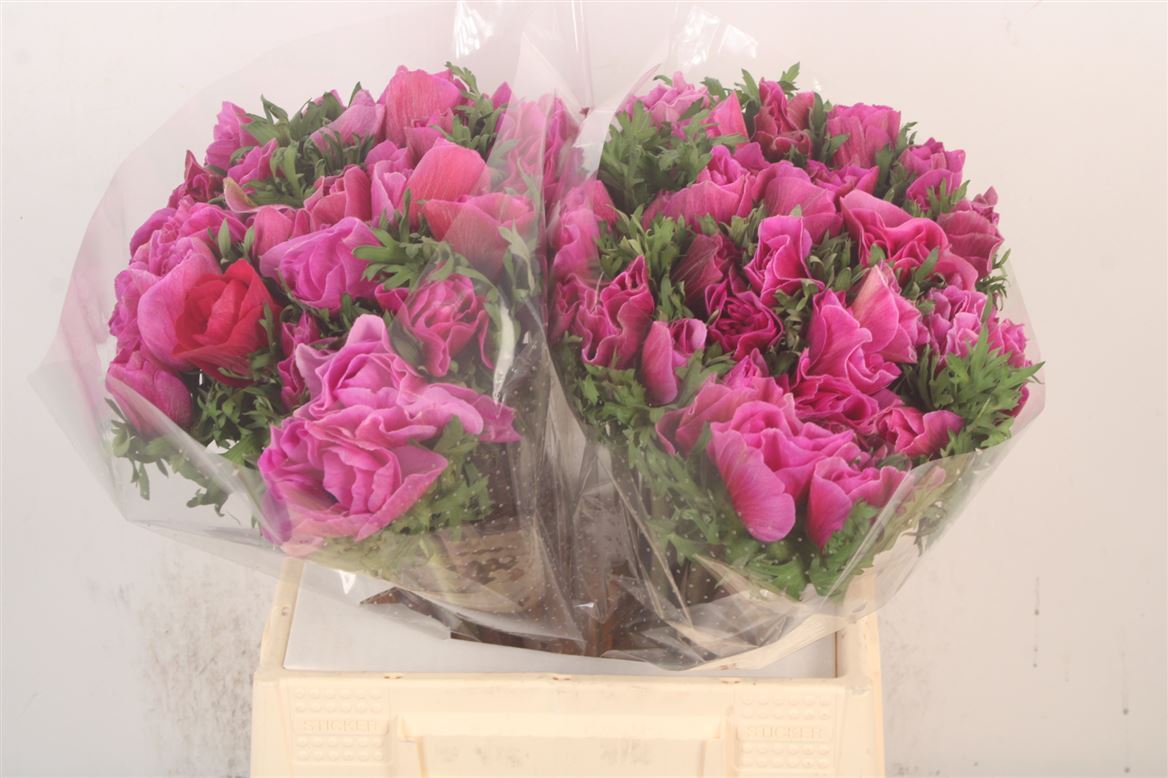 Anemone Coronaria Mistral Plus Fucsia 40cm