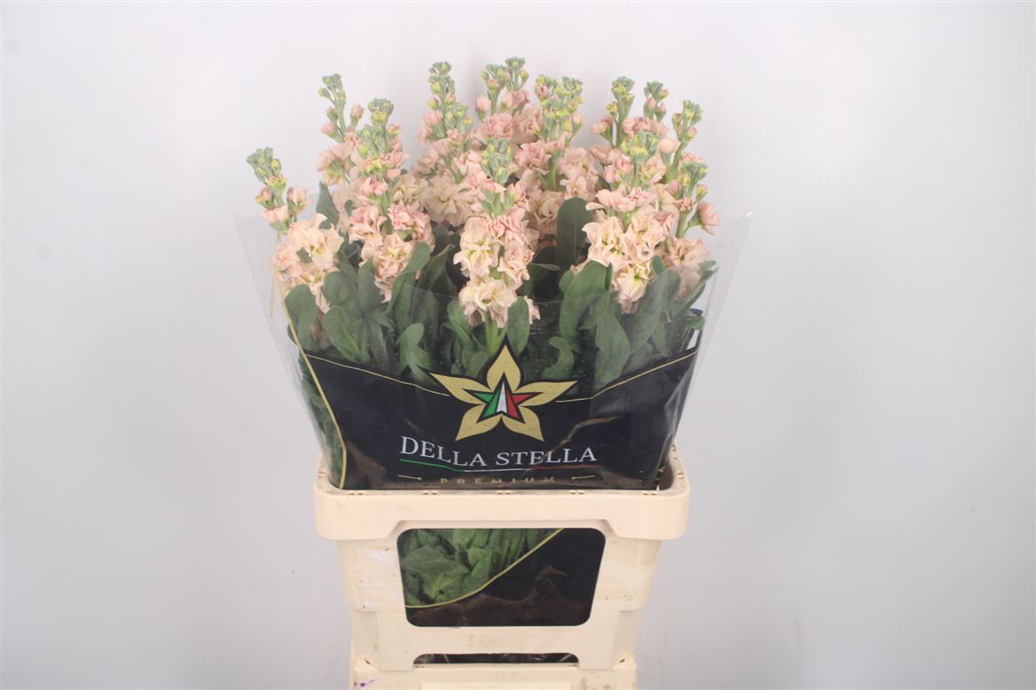 Matthiola Iron Apricot 70cm