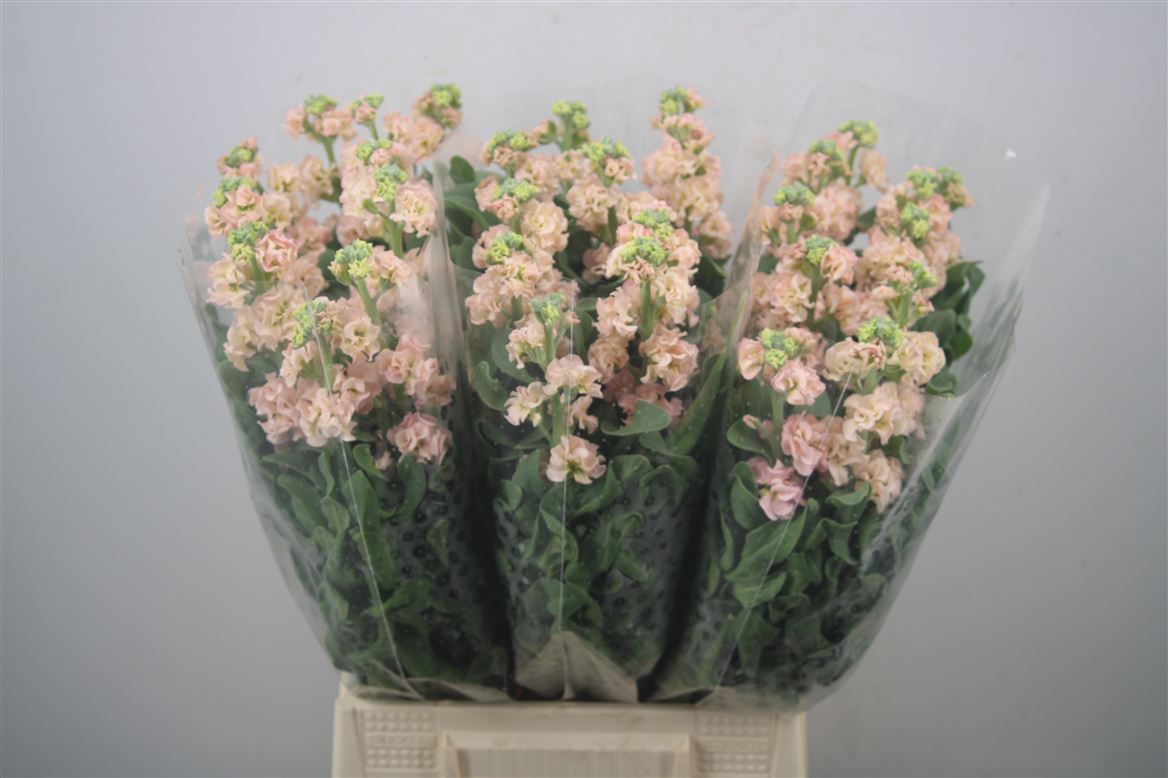 Matthiola Iron Apricot 60cm