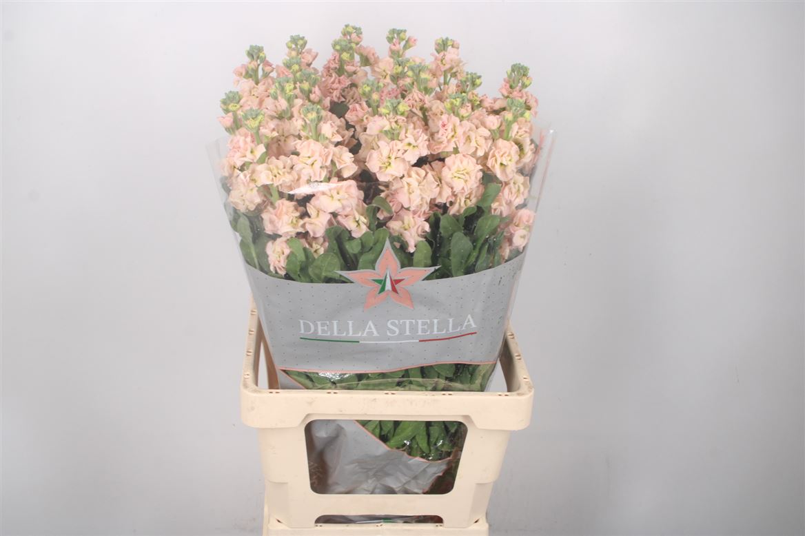 Matthiola Iron Apricot 60cm