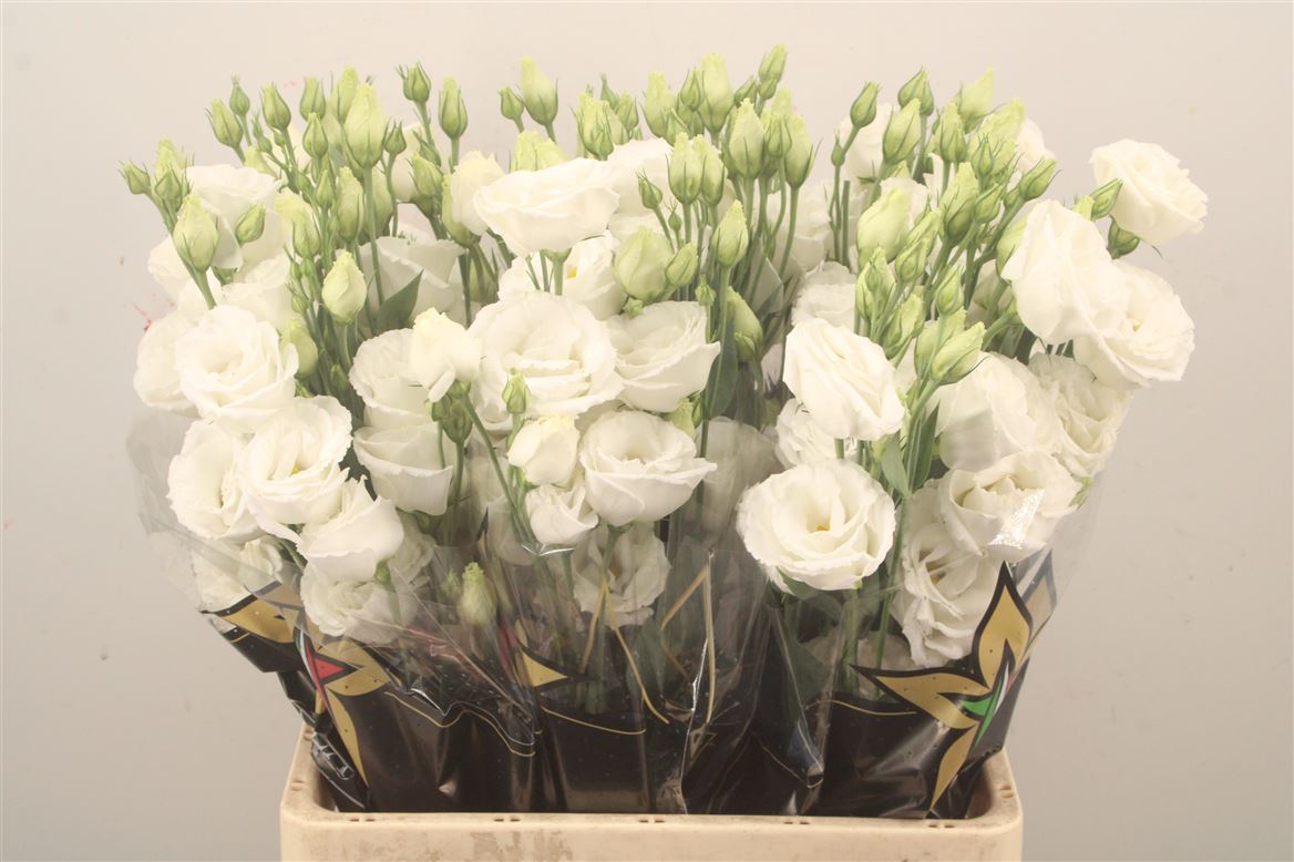 Eustoma Double Prime White 72cm