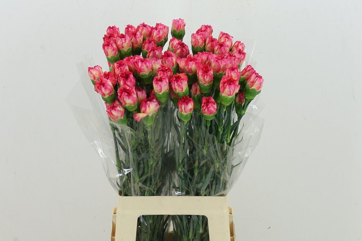Dianthus Single Spritz 70cm
