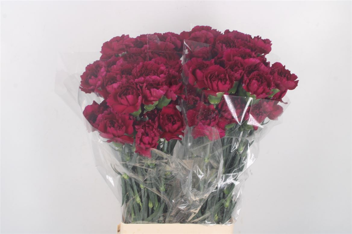 Dianthus Single Purple Damascus 70cm