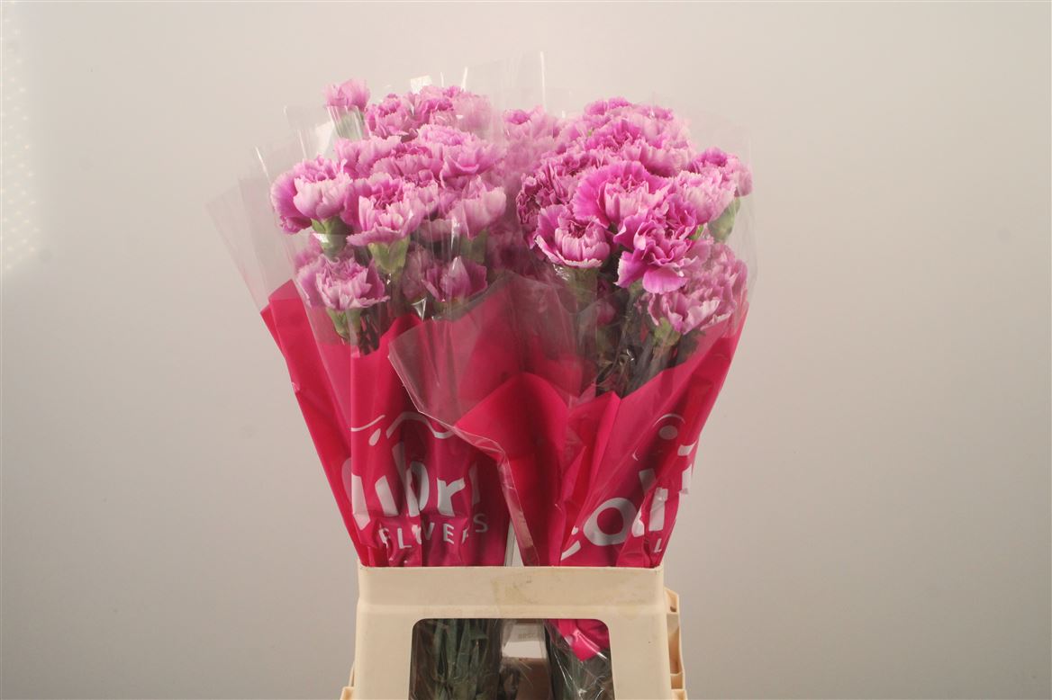 Dianthus Single Yukari Cherry 70cm