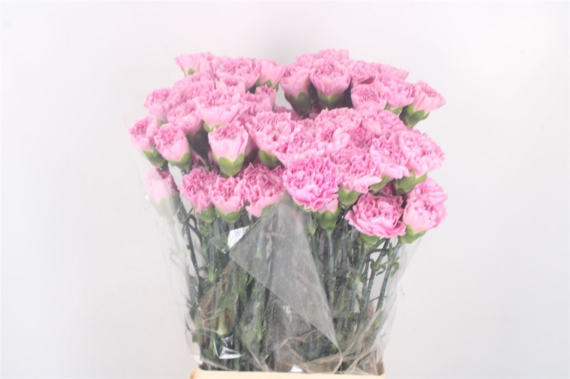 Dianthus Single Clearwater 70cm