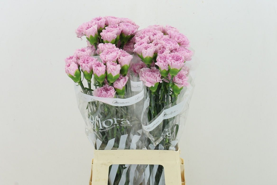 Dianthus Single Clearwater 70cm