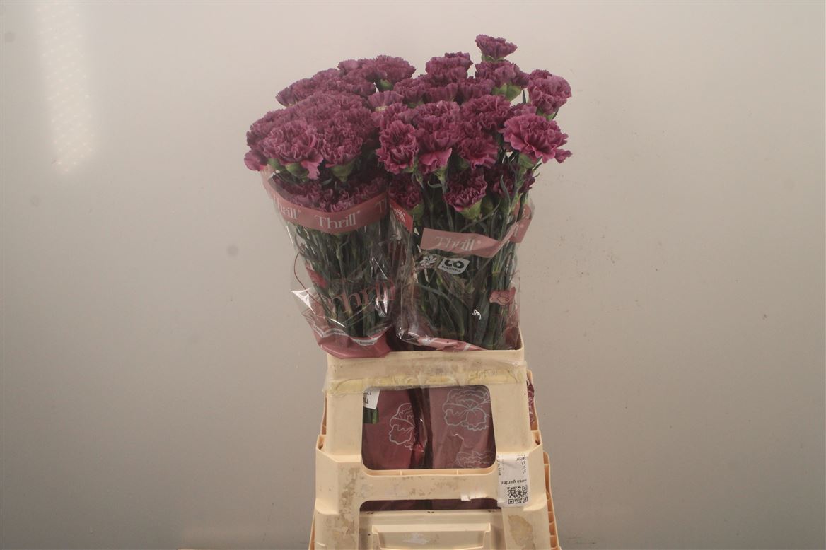 Dianthus Single Cobalt 70cm