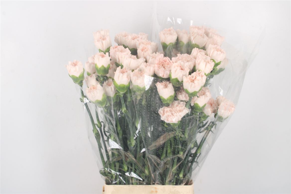 Dianthus Single Brut 70cm