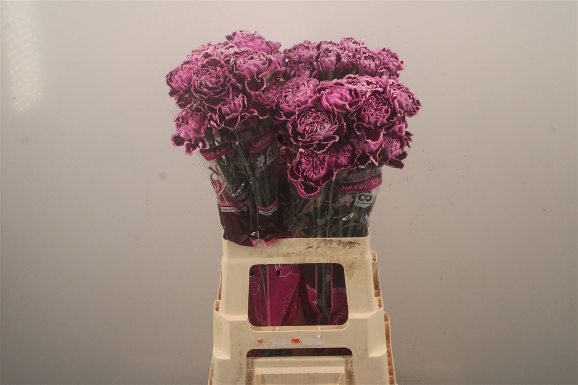 Dianthus Single Nobbio Filigrana 70cm