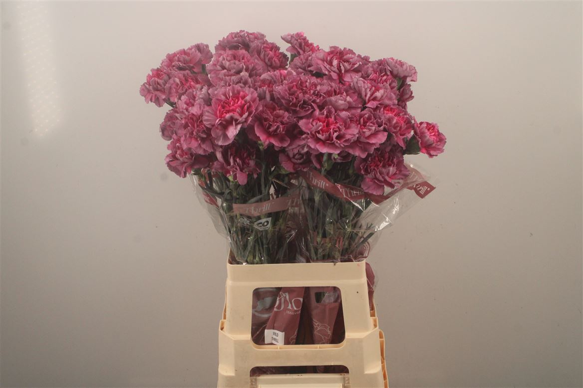 Dianthus Single Sepia Thrill 70cm